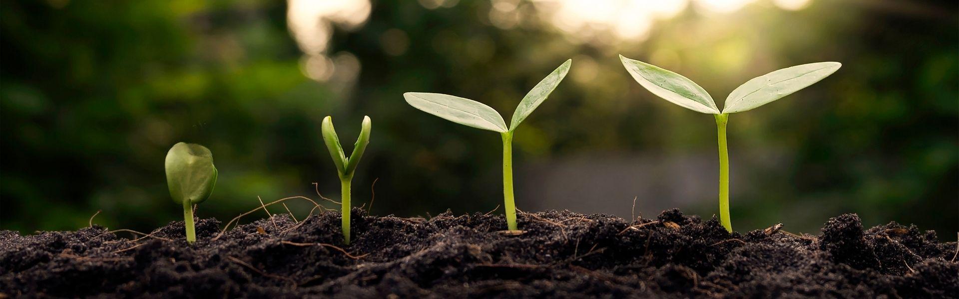 Duurzame cosmetica Duurzame cosmetica met planten dat groeien.